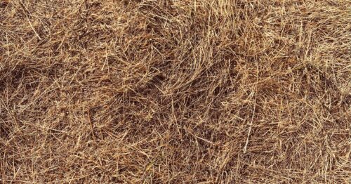 Dry, scorched grass indicative of drought