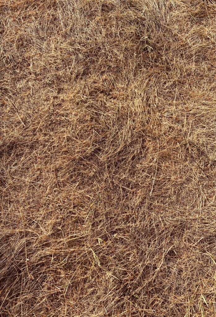 Dry, scorched grass indicative of drought